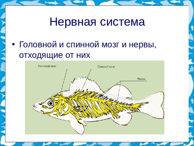 Нервная система Головной и спинной мозг и нервы, отходящие от них 