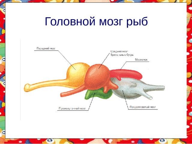 Головной мозг рыб 