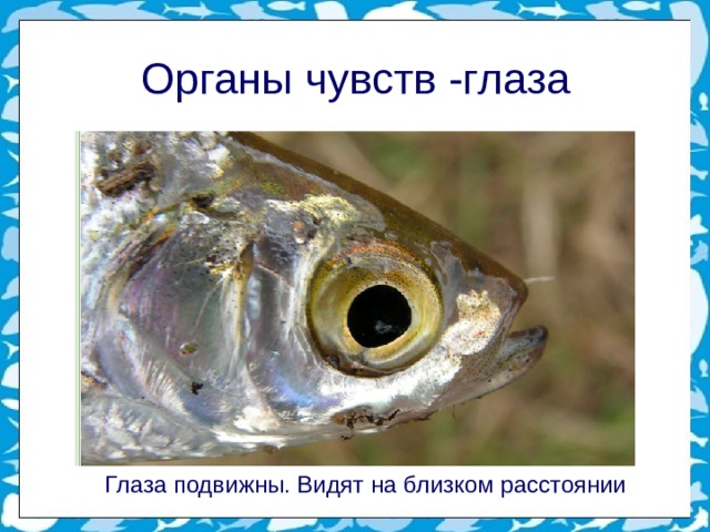 Органы чувств -глаза  Глаза подвижны. Видят на близком расстоянии 