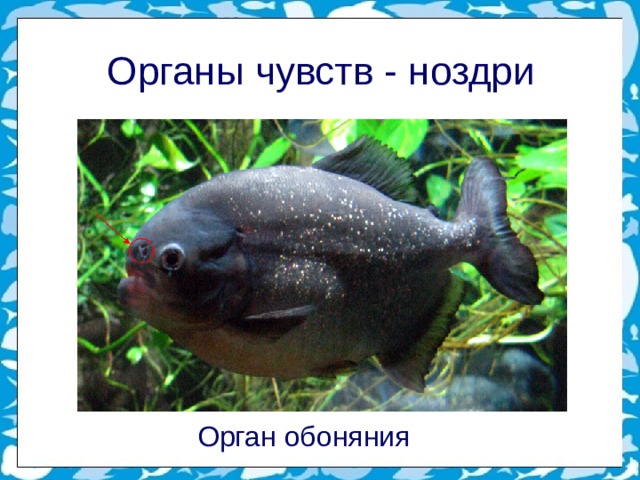 Органы чувств -  ноздри  Орган обоняния 