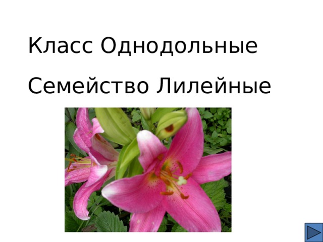 Класс Однодольные Семейство Лилейные 
