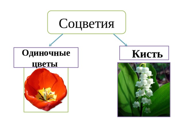 Соцветия  Кисть Одиночные цветы 