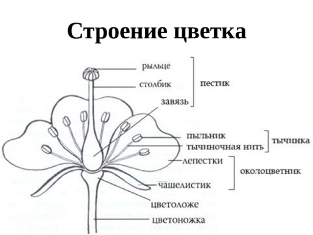 Строение цветка 