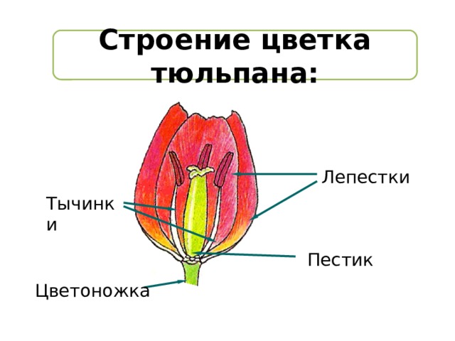 Строение цветка тюльпана:  Лепестки Тычинки Пестик Цветоножка 