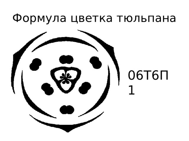 Формула цветка тюльпана 06Т6П1 