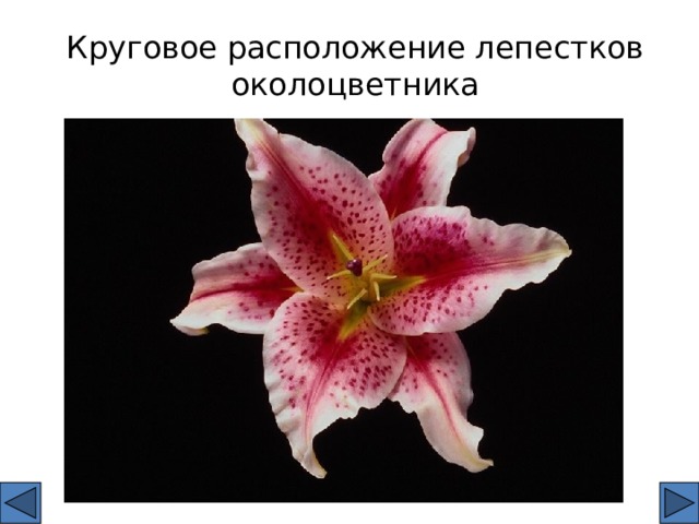 Круговое расположение лепестков околоцветника 