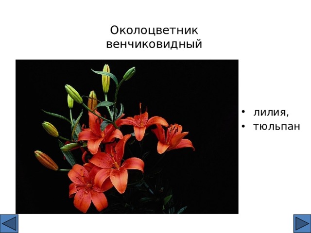 Околоцветник  венчиковидный лилия, тюльпан 