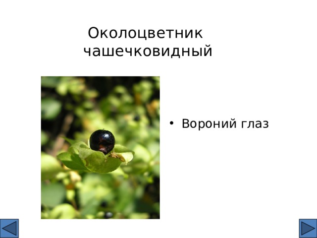 Околоцветник   чашечковидный Вороний глаз 