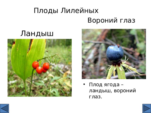 Плоды Лилейных Вороний глаз Ландыш Плод ягода – ландыш, вороний глаз. 