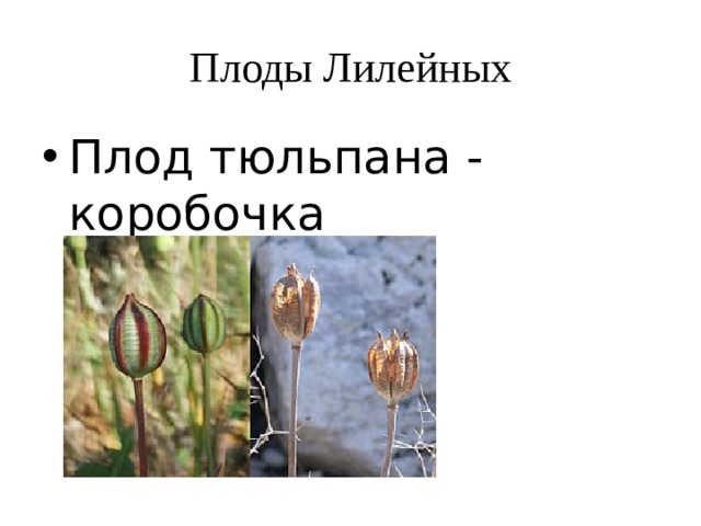 Плоды Лилейных Плод тюльпана - коробочка 