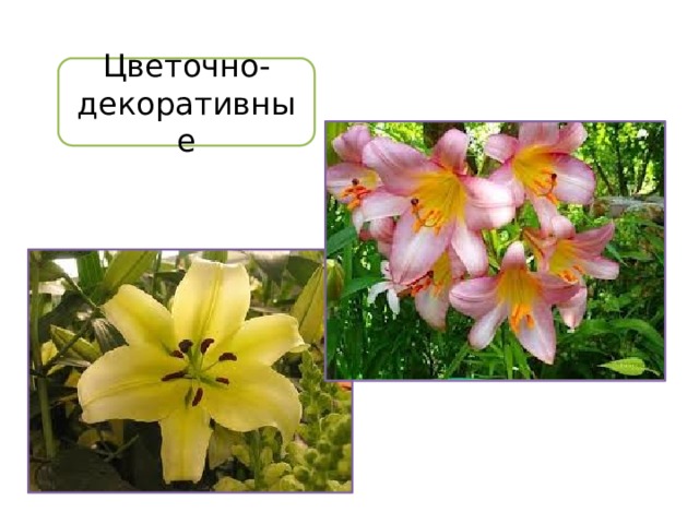 Цветочно-декоративные 