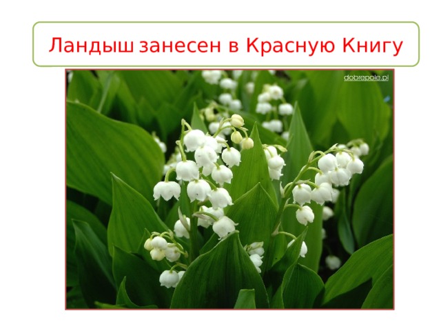 Ландыш  занесен в Красную Книгу 