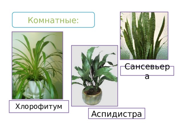 Комнатные: Сансевьера Хлорофитум Аспидистра 