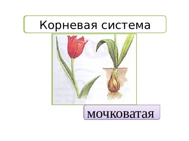 Корневая система Корневая система мочковатая мочковатая  