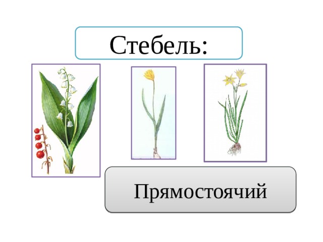 Стебель: Прямостоячий 