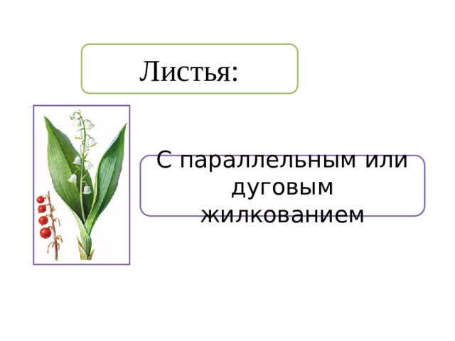 Листья: С параллельным или дуговым жилкованием 