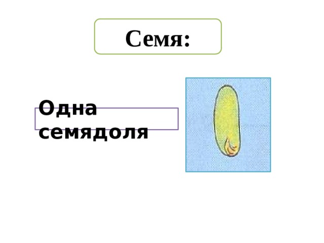Семя: Одна семядоля 
