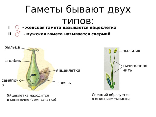 Гаметы бывают двух типов: I  - женская гамета называется яйцеклетка II - мужская гамета называется спермий рыльце пыльник столбик тычиночная нить яйцеклетка семяпочка завязь Спермий образуется в пыльнике тычинки Яйцеклетка находится в семяпочке (семязачатке) 