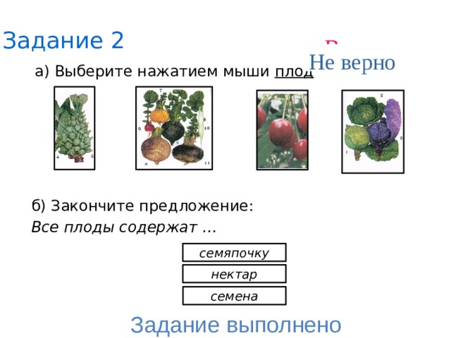 Задание 2 Верно Не верно а) Выберите нажатием мыши плод б) Закончите предложение: Все плоды содержат … семяпочку нектар семена Задание выполнено 