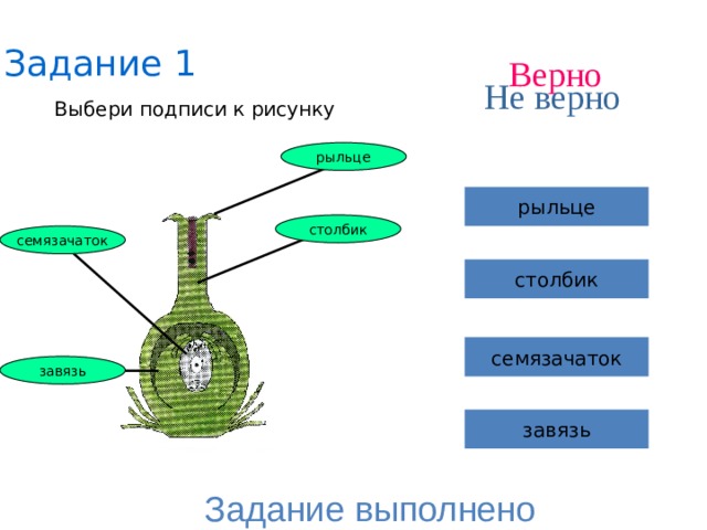 Задание 1 Верно Не верно Выбери подписи к рисунку рыльце 1 рыльце 4 столбик 2 семязачаток столбик семязачаток 3 завязь завязь Задание выполнено 