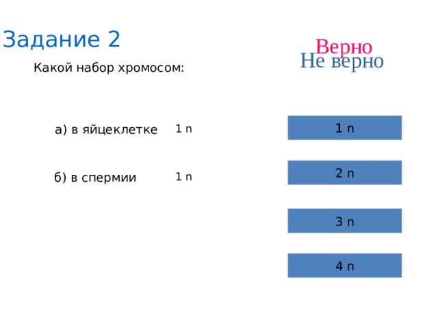 Задание 2 Верно Не верно Какой набор хромосом: 1 n 1 n а) в яйцеклетке 1 n 2 n б) в спермии 1 n 3 n 4 n 