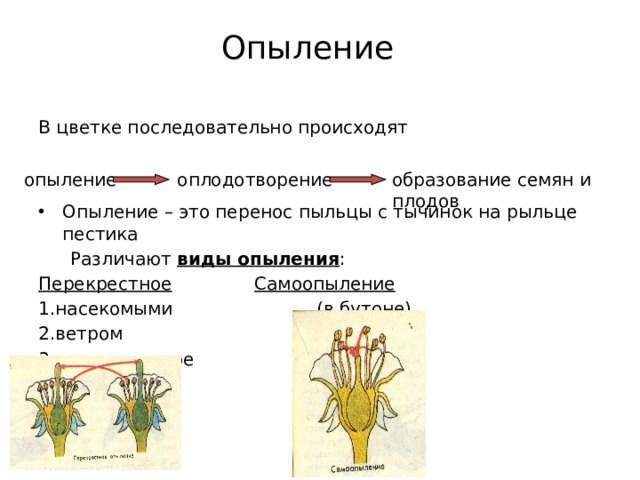 Опыление В цветке последовательно происходят Опыление – это перенос пыльцы с тычинок на рыльце пестика  Различают виды опыления : Перекрестное    Самоопыление 1.насекомыми    (в бутоне) 2.ветром 3.искусственное оплодотворение образование семян и плодов опыление 