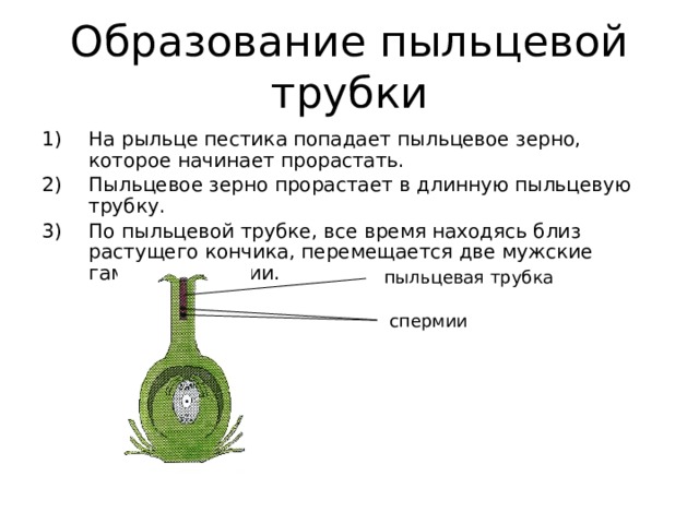 Образование пыльцевой трубки На рыльце пестика попадает пыльцевое зерно, которое начинает прорастать. Пыльцевое зерно прорастает в длинную пыльцевую трубку. По пыльцевой трубке, все время находясь близ растущего кончика, перемещается две мужские гаметы – спермии. пыльцевая трубка спермии 