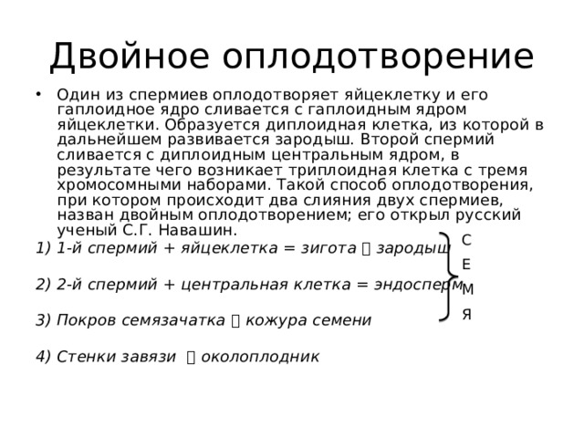 Двойное оплодотворение Один из спермиев оплодотворяет яйцеклетку и его гаплоидное ядро сливается с гаплоидным ядром яйцеклетки. Образуется диплоидная клетка, из которой в дальнейшем развивается зародыш. Второй спермий сливается с диплоидным центральным ядром, в результате чего возникает триплоидная клетка с тремя хромосомными наборами. Такой способ оплодотворения, при котором происходит два слияния двух спермиев, назван двойным оплодотворением; его открыл русский ученый С.Г. Навашин. 1) 1-й спермий + яйцеклетка = зигота  зародыш  2) 2-й спермий + центральная клетка = эндосперм  3) Покров семязачатка  кожура семени  4) Стенки завязи  околоплодник С Е М Я 