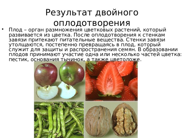 Результат двойного оплодотворения Плод – орган размножения цветковых растений, который развивается из цветка. После оплодотворения к стенкам завязи притекают питательные вещества. Стенки завязи утолщаются, постепенно превращаясь в плод, который служит для защиты и распространения семян. В образовании плодов принимают участие одна или несколько частей цветка: пестик, основания тычинок, а также цветоложе. 