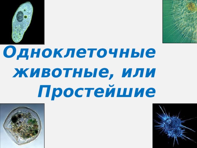 Одноклеточные животные, или Простейшие   