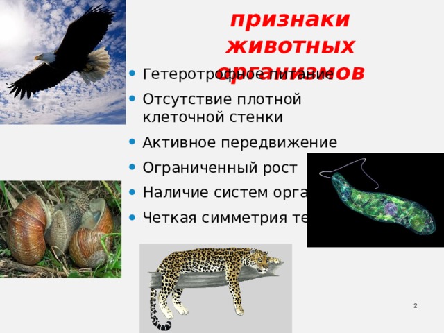 Основные признаки  животных организмов Гетеротрофное питание Отсутствие плотной клеточной стенки Активное передвижение Ограниченный рост Наличие систем органов Четкая симметрия тела  