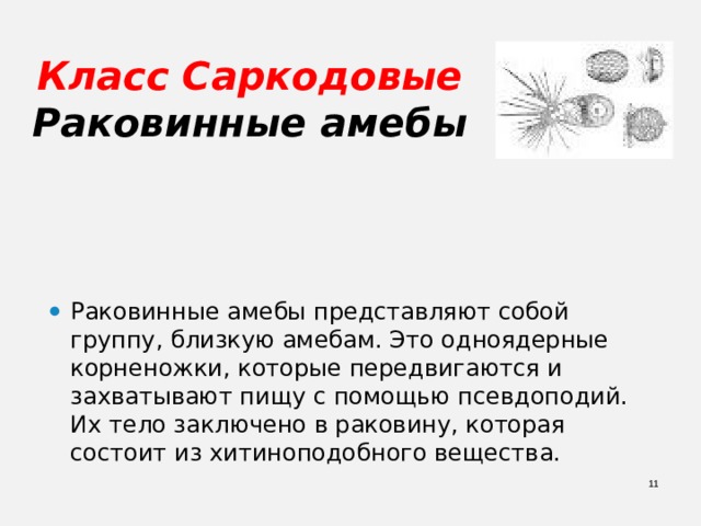 Класс Саркодовые  Раковинные амебы Раковинные амебы представляют собой группу, близкую амебам. Это одноядерные корненожки, которые передвигаются и захватывают пищу с помощью псевдоподий. Их тело заключено в раковину, которая состоит из хитиноподобного вещества.  