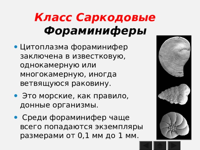 Класс Саркодовые  Фораминиферы Цитоплазма фораминифер заключена в известковую, однокамерную или многокамерную, иногда ветвящуюся раковину.  Это морские, как правило, донные организмы.  Среди фораминифер чаще всего попадаются экземпляры размерами от 0,1 мм до 1 мм.  
