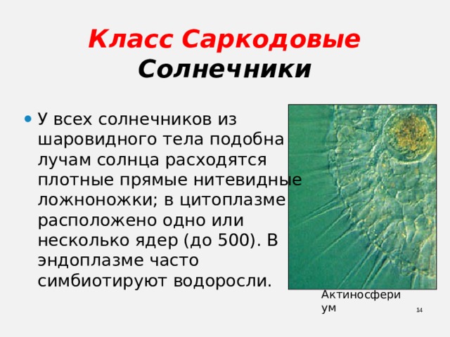 Класс Саркодовые  Солнечники У всех солнечников из шаровидного тела подобна лучам солнца расходятся плотные прямые нитевидные ложноножки; в цитоплазме расположено одно или несколько ядер (до 500). В эндоплазме часто симбиотируют водоросли. Актиносфериум  