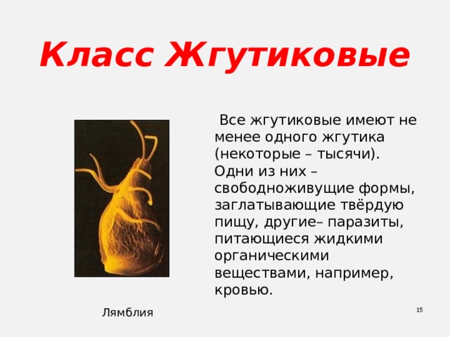 Класс Жгутиковые  Все жгутиковые имеют не менее одного жгутика (некоторые – тысячи). Одни из них – свободноживущие формы, заглатывающие твёрдую пищу, другие– паразиты, питающиеся жидкими органическими веществами, например, кровью.  Лямблия 
