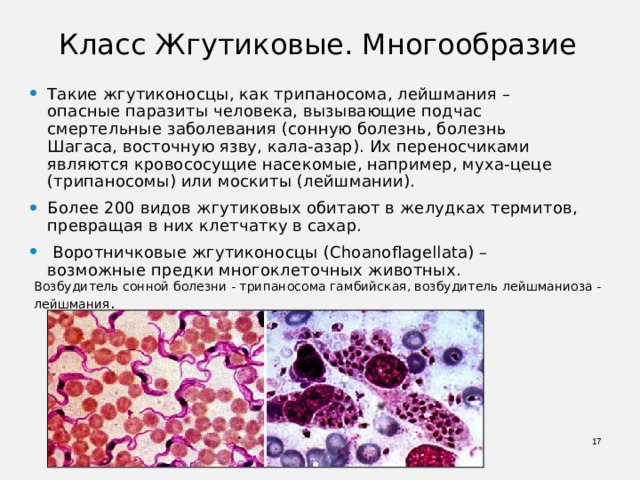  Класс Жгутиковые. Многообразие   Такие жгутиконосцы, как трипаносома, лейшмания – опасные паразиты человека, вызывающие подчас смертельные заболевания (сонную болезнь, болезнь Шагаса, восточную язву, кала-азар). Их переносчиками являются кровососущие насекомые, например, муха-цеце (трипаносомы) или москиты (лейшмании). Более 200 видов жгутиковых обитают в желудках термитов, превращая в них клетчатку в сахар.  Воротничковые жгутиконосцы (Choanoflagellata) – возможные предки многоклеточных животных. Возбудитель сонной болезни - трипаносома гамбийская, возбудитель лейшманиоза - лейшмания .  