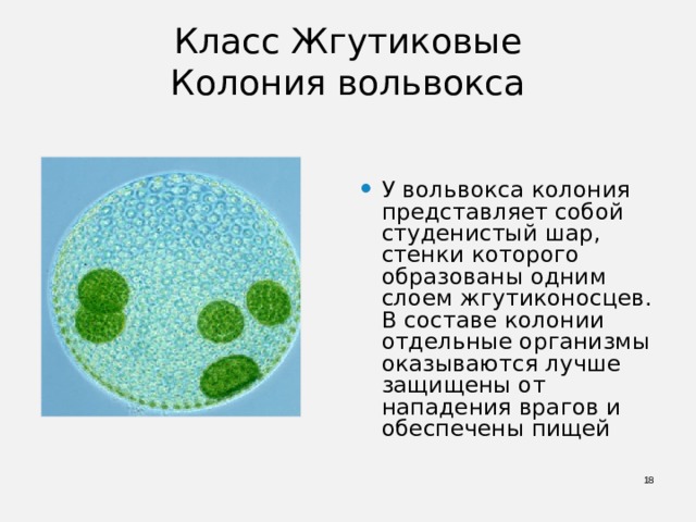 Класс Жгутиковые  Колония вольвокса   У вольвокса колония представляет собой студенистый шар, стенки которого образованы одним слоем жгутиконосцев. В составе колонии отдельные организмы оказываются лучше защищены от нападения врагов и обеспечены пищей  