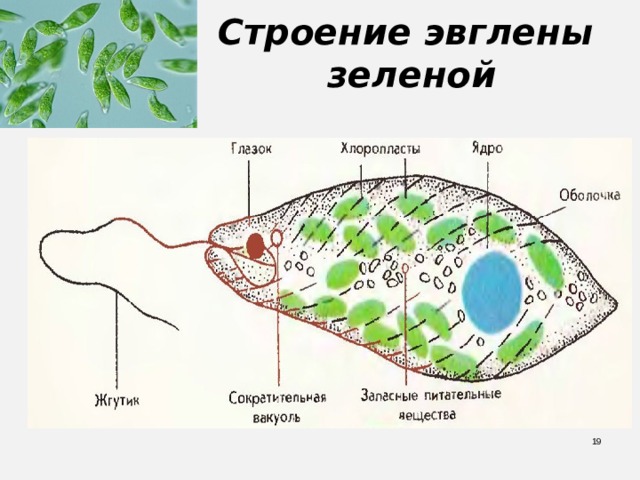 Строение эвглены  зеленой  