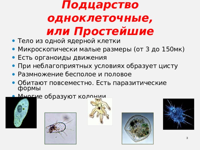 Подцарство одноклеточные,  или Простейшие Тело из одной ядерной клетки Микроскопически малые размеры (от 3 до 150мк) Есть органоиды движения При неблагоприятных условиях образует цисту Размножение бесполое и половое Обитают повсеместно. Есть паразитические формы Многие образуют колонии   