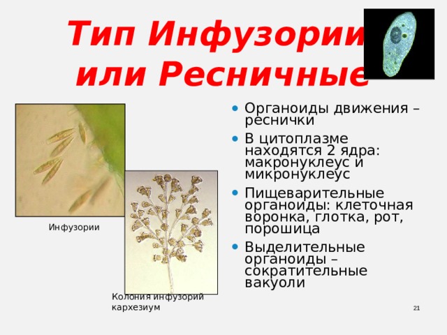 Тип Инфузории,  или Ресничные Органоиды движения – реснички В цитоплазме находятся 2 ядра: макронуклеус и микронуклеус Пищеварительные органоиды: клеточная воронка, глотка, рот, порошица Выделительные органоиды – сократительные вакуоли  Инфузории  Колония инфузорий кархезиум  