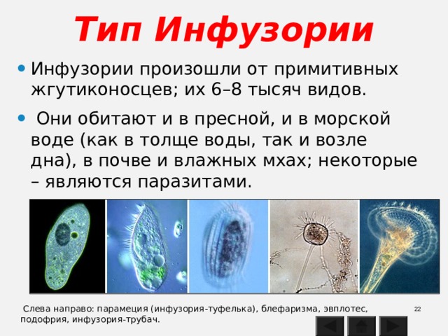 Тип Инфузории Инфузории произошли от примитивных жгутиконосцев; их 6–8 тысяч видов.  Они обитают и в пресной, и в морской воде (как в толще воды, так и возле дна), в почве и влажных мхах; некоторые – являются паразитами.   Слева направо: парамеция (инфузория-туфелька), блефаризма, эвплотес, подофрия, инфузория-трубач. 