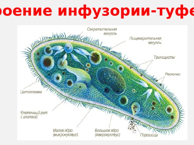 Строение инфузории-туфельки   