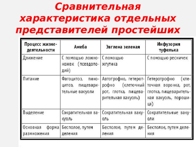 Сравнительная характеристика отдельных представителей простейших  
