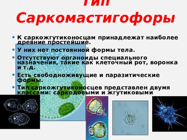 Тип C аркомастигофоры К саркожгутиконосцам принадлежат наиболее древние простейшие. У них нет постоянной формы тела. Отсутствуют органоиды специального назначения, такие как клеточный рот, воронка и т.д. Есть свободноживущие и паразитические формы. Тип саркожгутиконосцев представлен двумя классами: саркодовыми и жгутиковыми .  