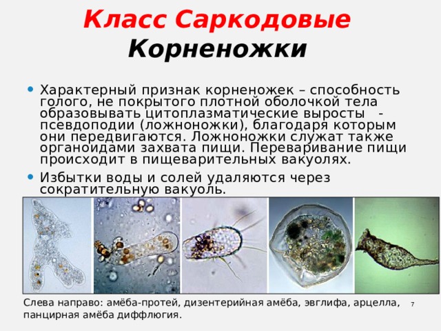 Класс Саркодовые  Корненожки Характерный признак корненожек – способность голого, не покрытого плотной оболочкой тела образовывать цитоплазматические выросты - псевдоподии (ложноножки), благодаря которым они передвигаются. Ложноножки служат также органоидами захвата пищи. Переваривание пищи происходит в пищеварительных вакуолях. Избытки воды и солей удаляются через сократительную вакуоль.   Слева направо: амёба-протей, дизентерийная амёба, эвглифа, арцелла, панцирная амёба диффлюгия.  