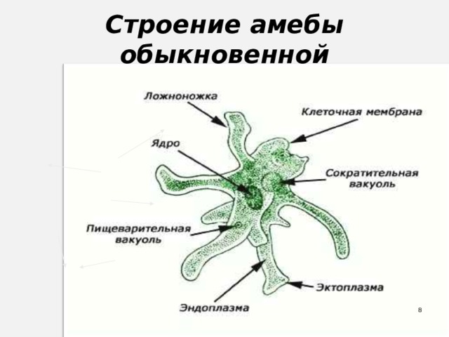 Строение амебы обыкновенной  
