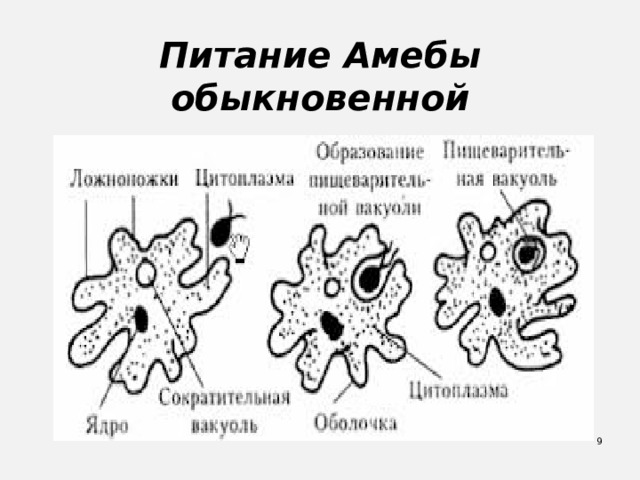 Питание Амебы обыкновенной  