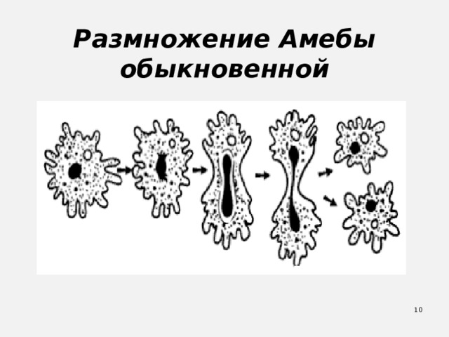 Размножение Амебы обыкновенной  