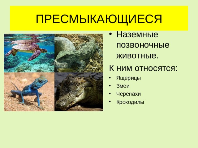 ПРЕСМЫКАЮЩИЕСЯ Наземные позвоночные животные. К ним относятся: Ящерицы Змеи Черепахи Крокодилы  