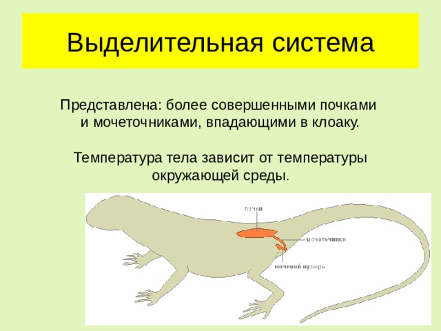 Выделительная система Представлена: более совершенными почками и мочеточниками, впадающими в клоаку. Температура тела зависит от температуры окружающей среды . 